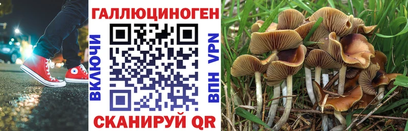 сколько стоит  Инта  Псилоцибиновые грибы Psilocybe 